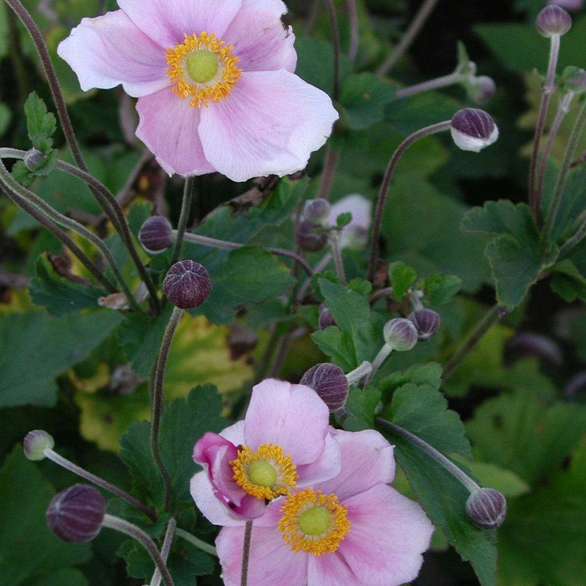 Bakker Anémone September Charm plante vivace pot 8cm rose