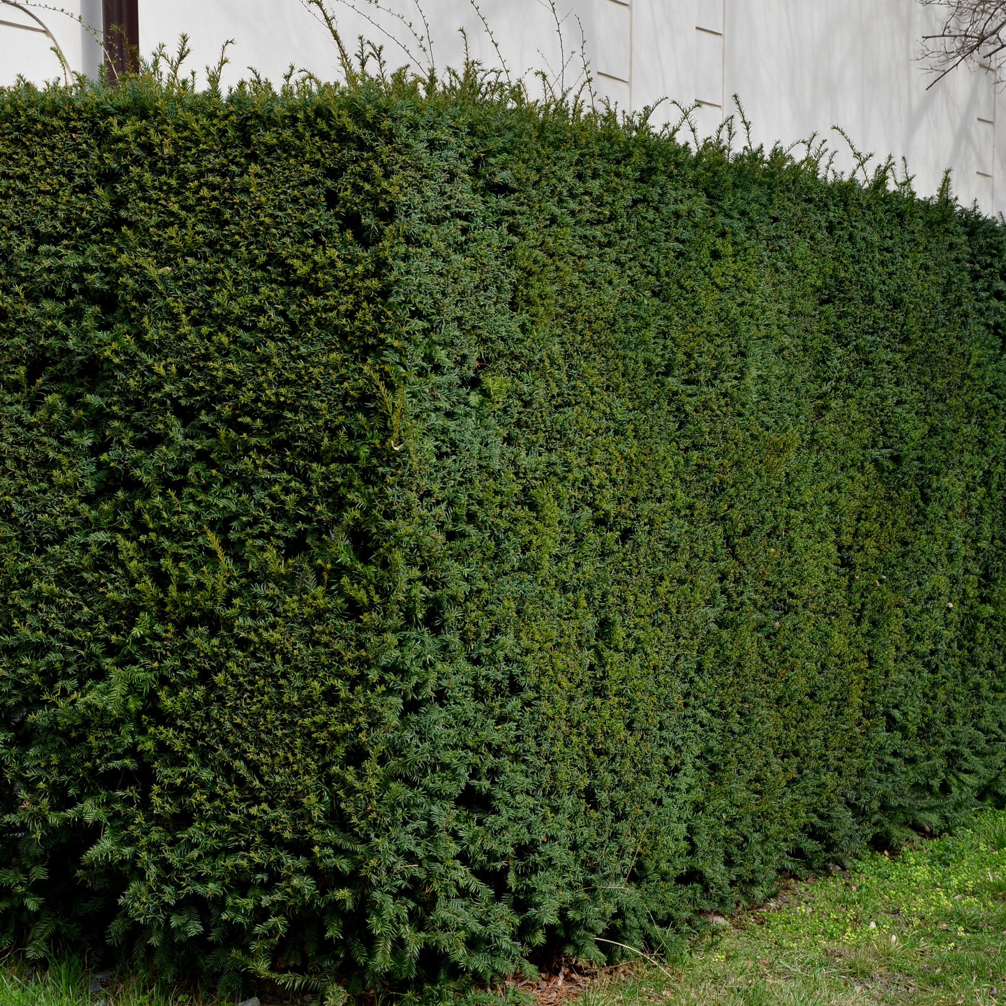 Bakker If commun Taxus baccata pot Ø 11cm haie persistante