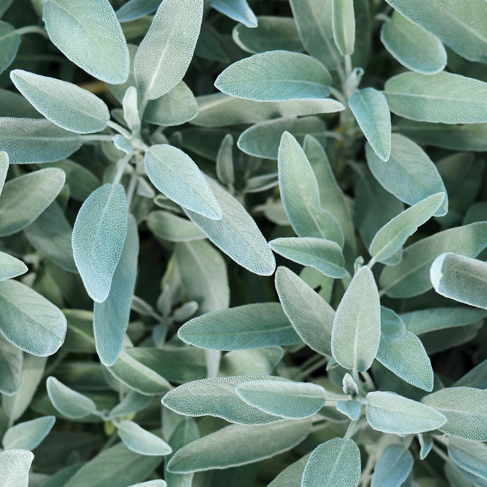 Bakker Plantes vivaces Sauge officinale pot 8cm aromatique