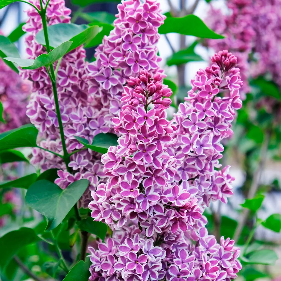 Bakker Lilas Sensation Syringa arbuste pot 2L 25-30cm