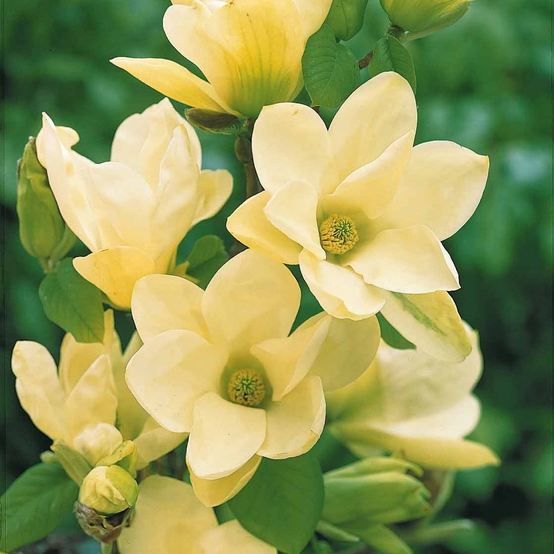 Bakker Magnolia Yellow Lantern arbuste fleur jaune pot 2L 25-30cm
