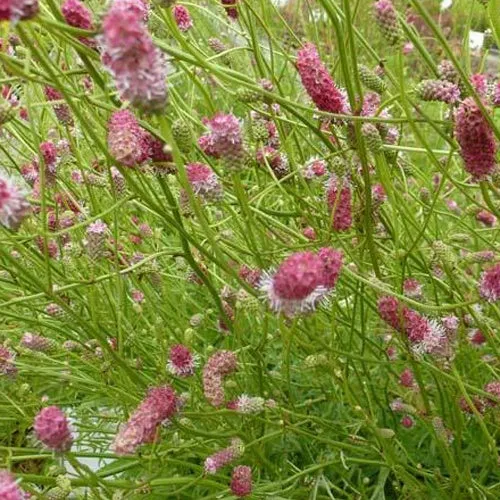 Bakker Pimprenelle Pink Elephant vivace pot Ø9cm rose