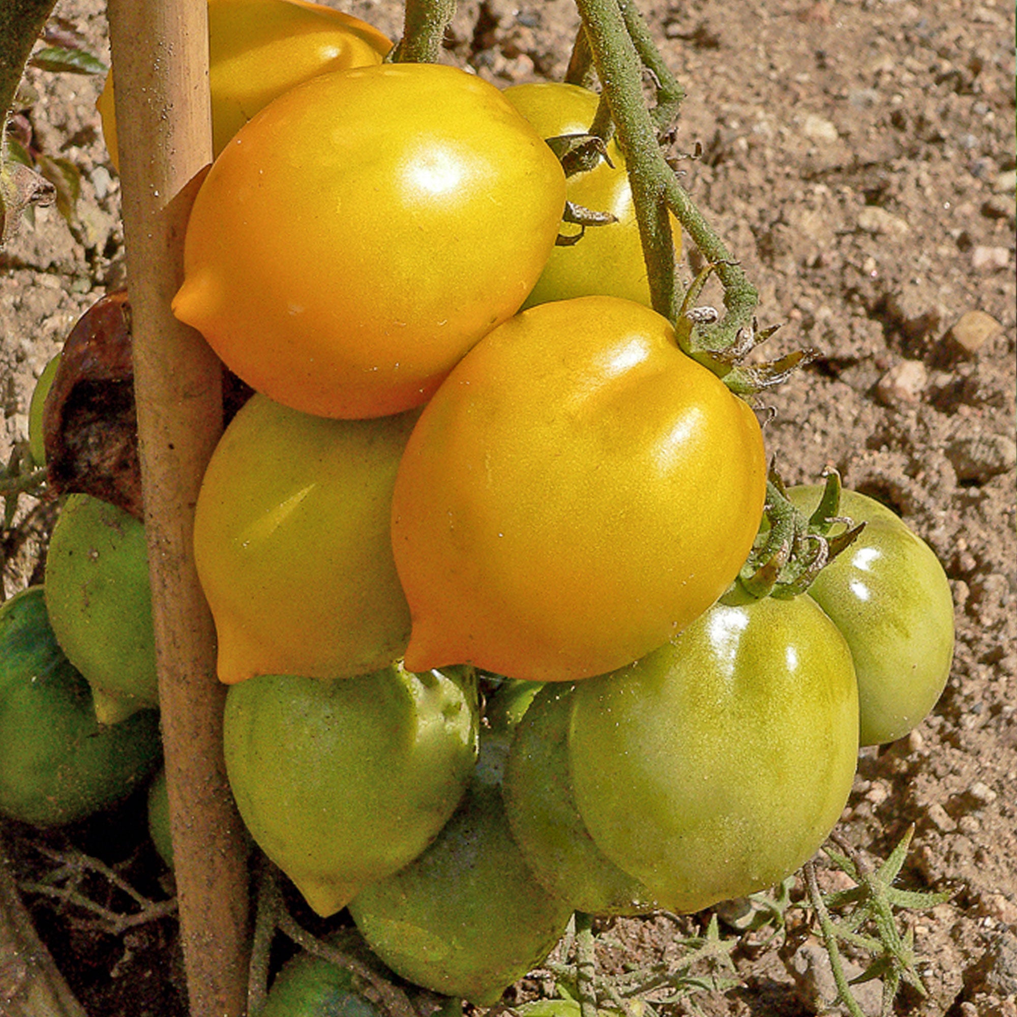 Bakker Lemon Tree tomate citron sachet 50 graines jaune