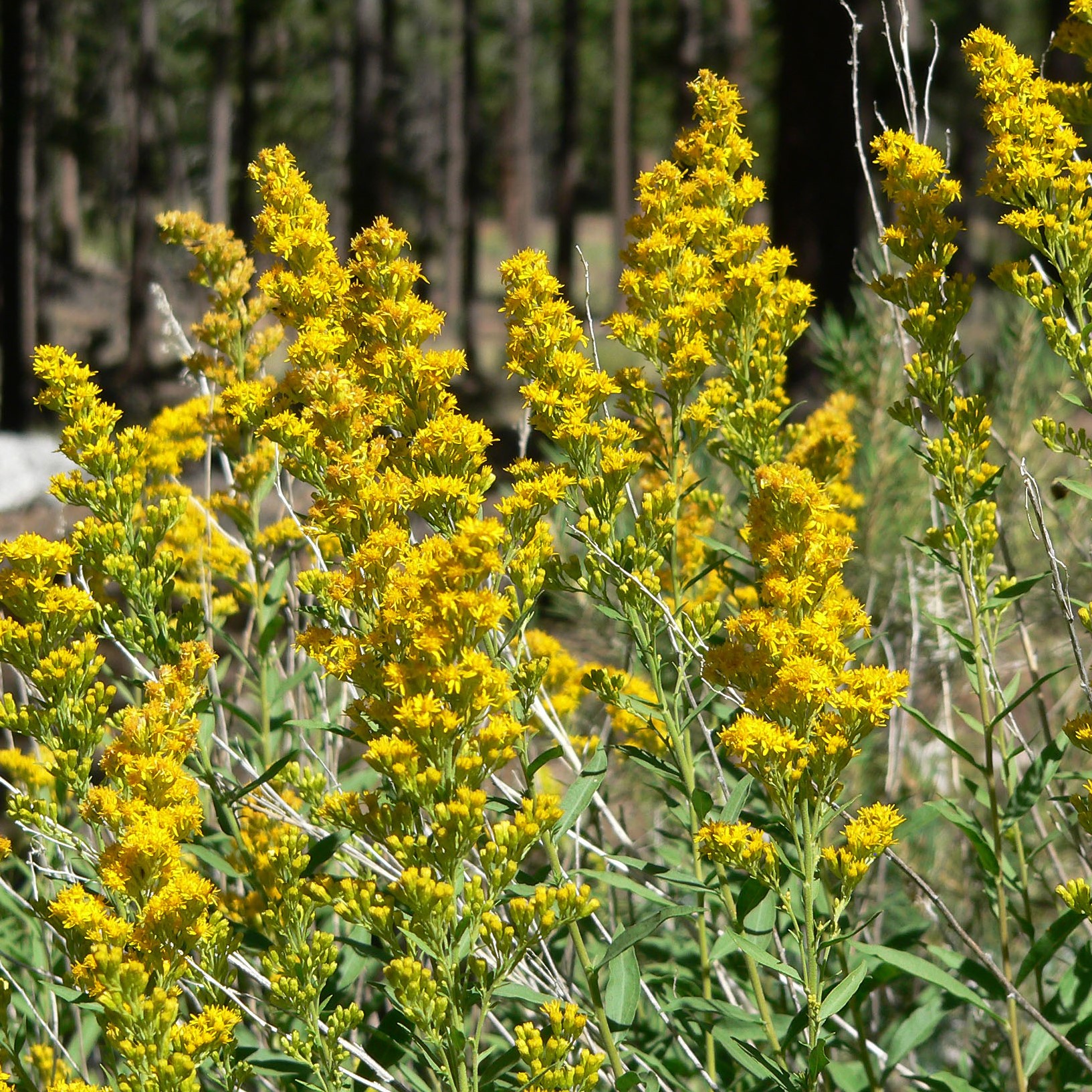 Passion Vivaces Solidago velutina Californica verge d'or jaune 1 L