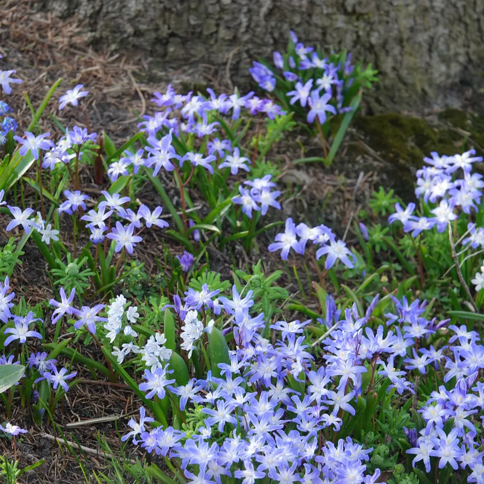 Bakker Bulbes à fleurs Gloire des Neiges Forbesii 20 bulbes bleus