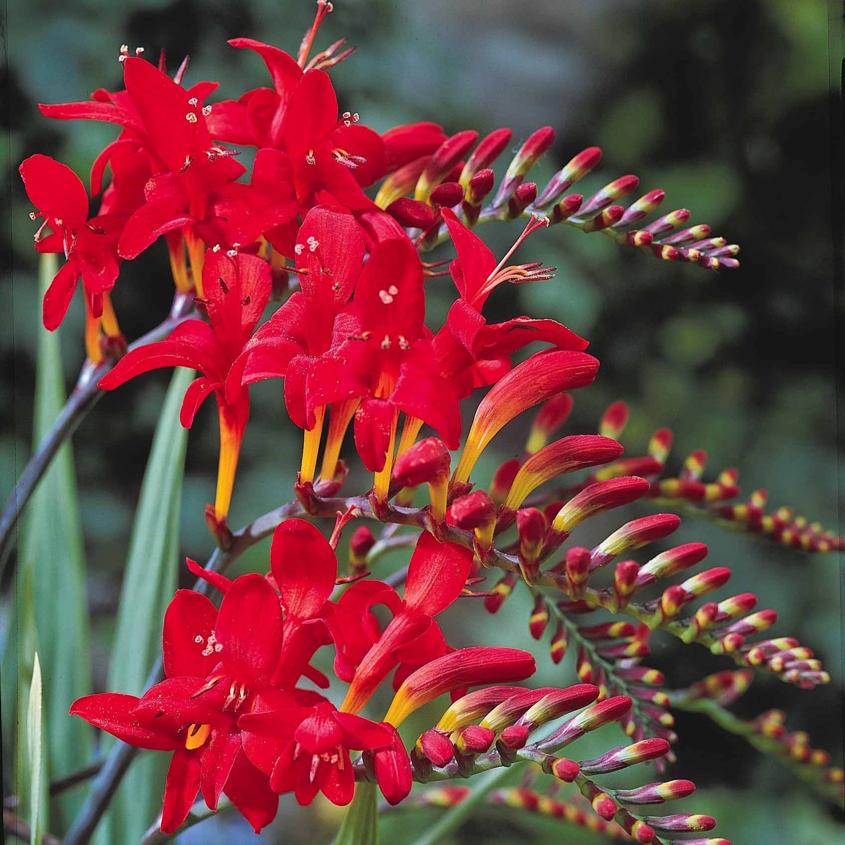 Bakker Bulbes à fleurs 15 Crocosmias rouges bulbe sachet 15 rouge feu