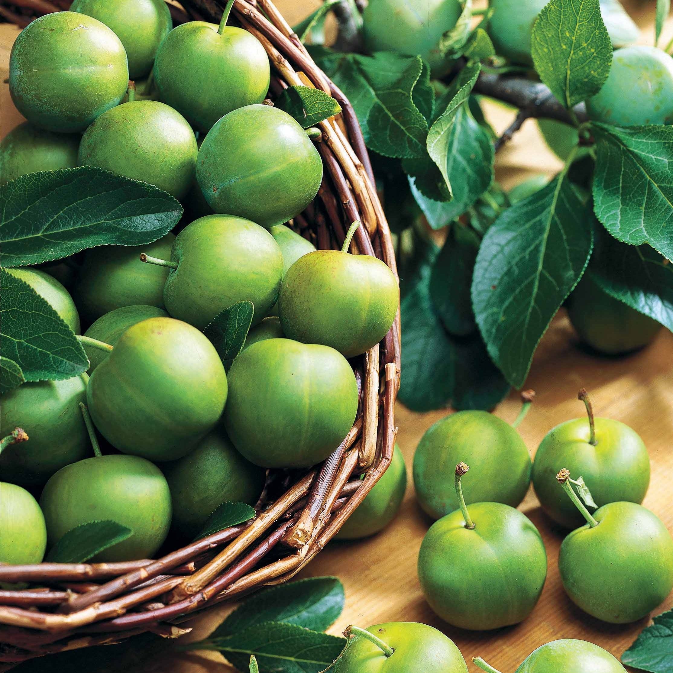 Bakker Prunier Reine-Claude Verte fruitier motte demi-tige 140cm