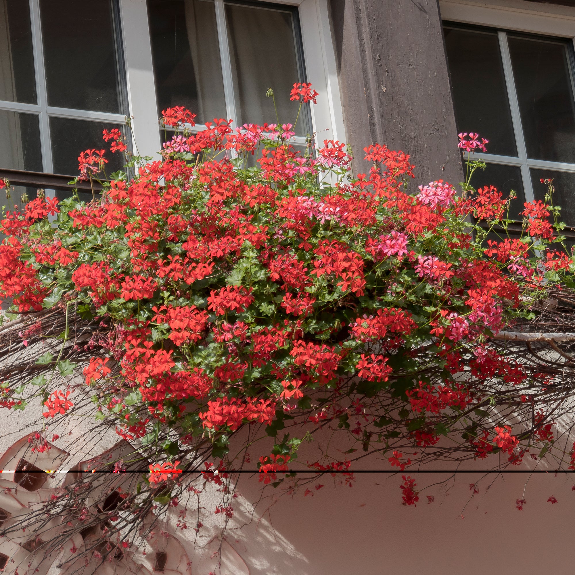Bakker Géranium-lierre rouge lot 3 pots Ø10,5cm balcon