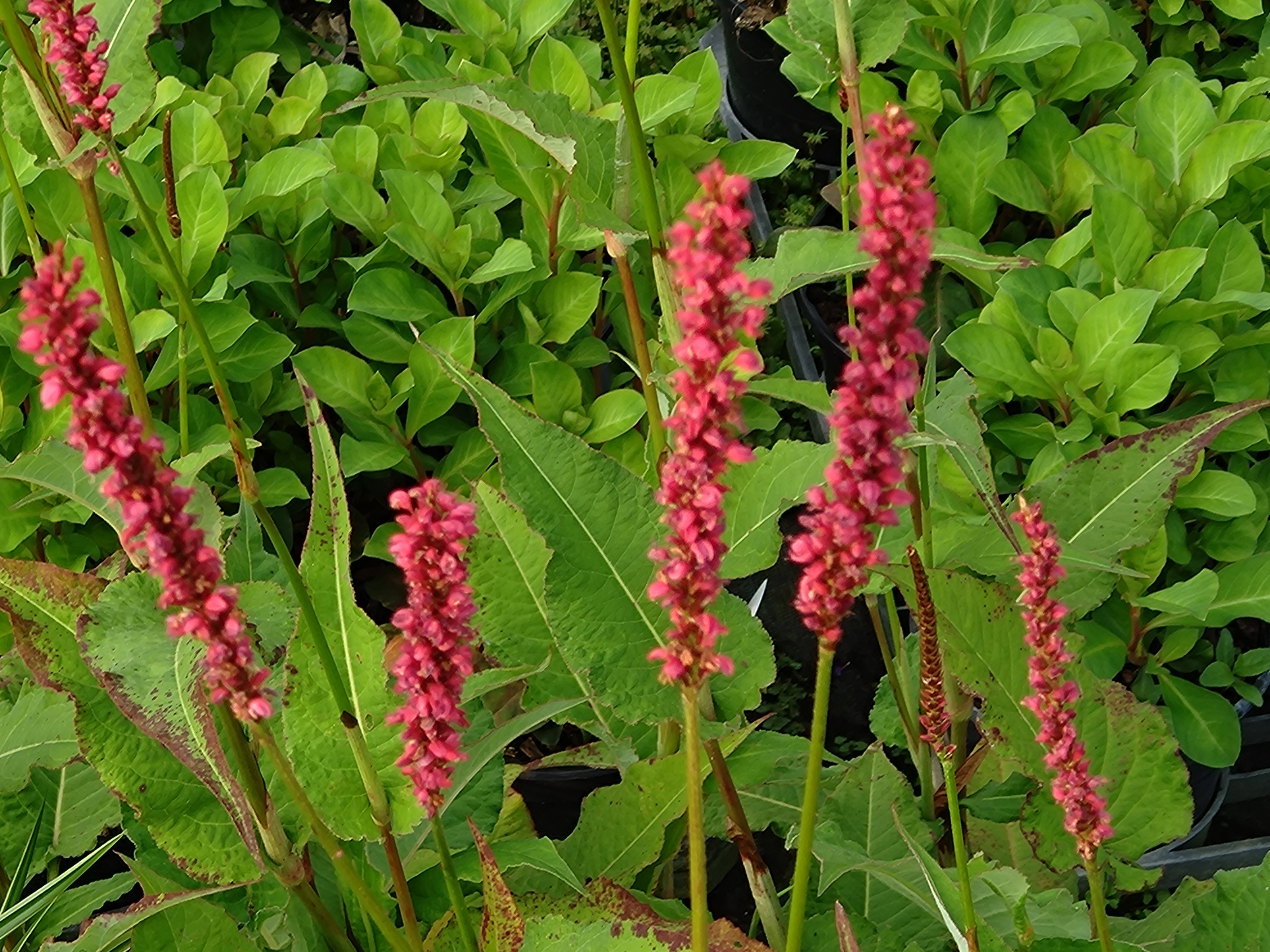 Passion Vivaces Persicaria amplexicaulis Taurus plante vivace rouge foncé godet