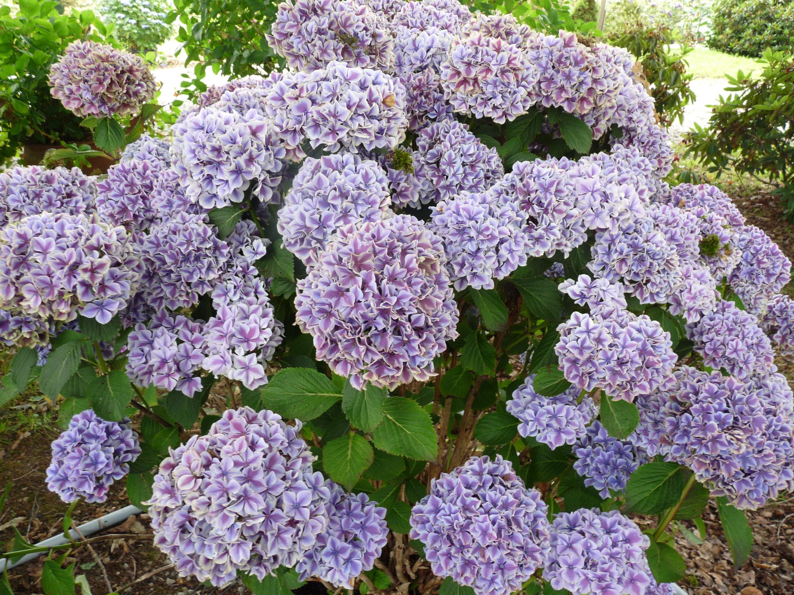 Les Hortensias du Haut Bois Lady Taïko hortensia macrophylla godet