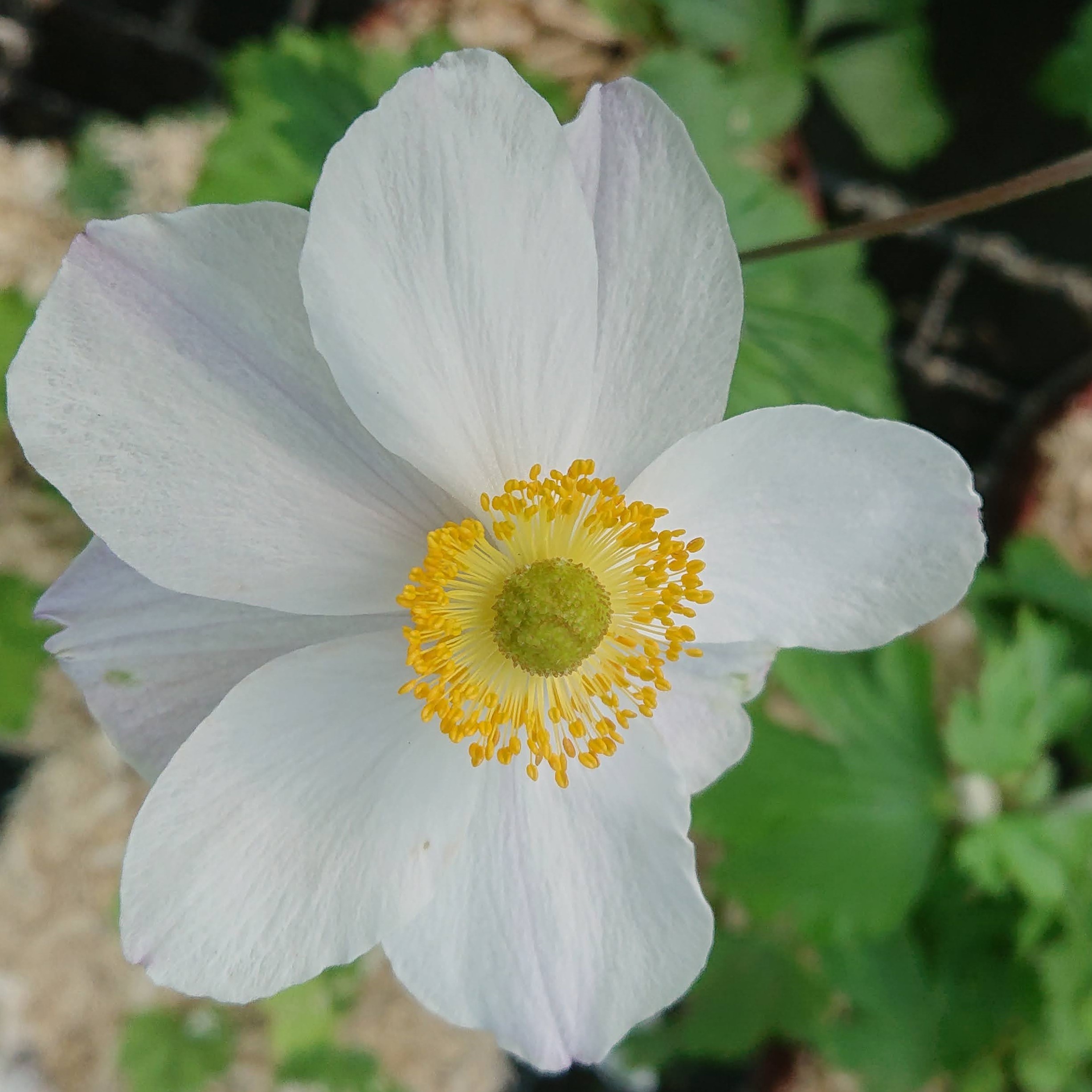 Passion Vivaces Anemone Elfin Swan plante vivace blanche pot 1L
