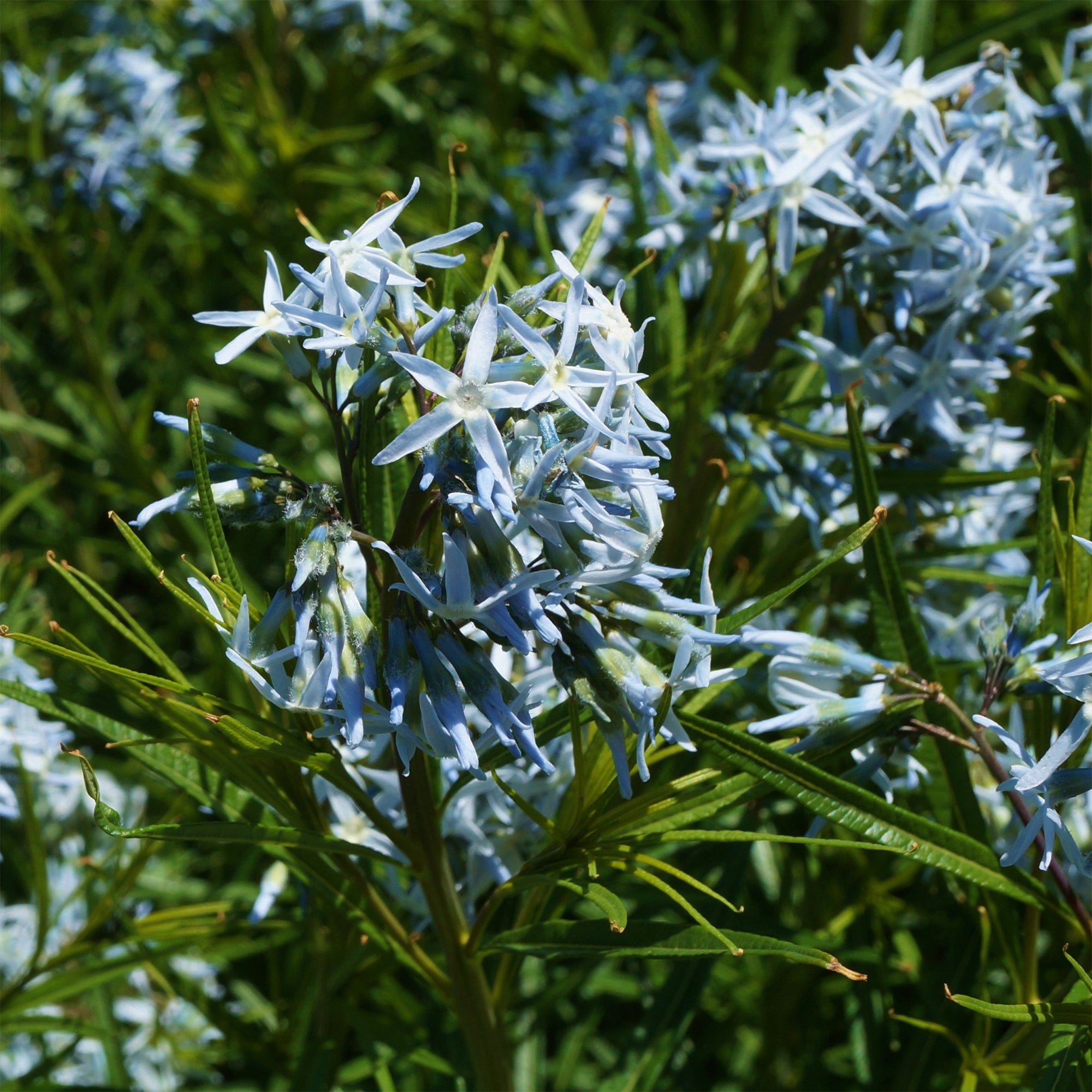 Bakker Amsonie hubrichtii vivace pot Ø 9 cm bleue dorée