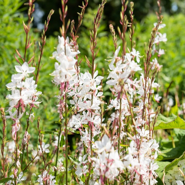 Bakker Whirling Butterflies gaura blanche 2 pots Ø9cm soleil
