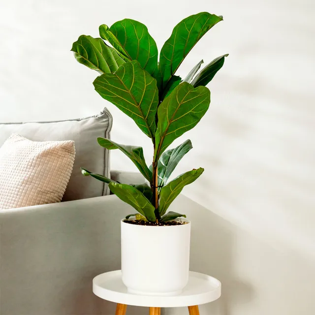 Bakker Ficus Lyrata figuier lyre plante verte pot 17cm 70-80cm