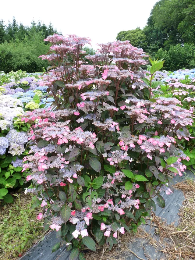 Les Hortensias du Haut Bois Intermedia Hydrangea serrata hortensia bleu