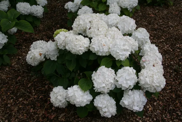 Les Hortensias du Haut Bois Ave Maria hortensia macrophylla fleurs rondes