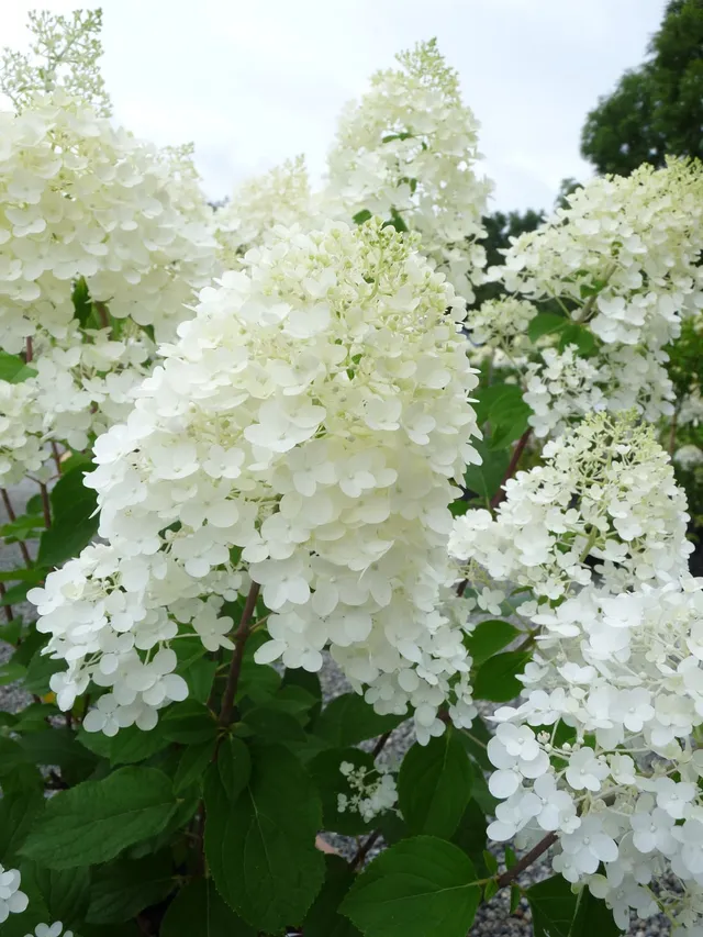 Hortensias du Haut Bois Hydrangea paniculata Silver Dollar hortensia