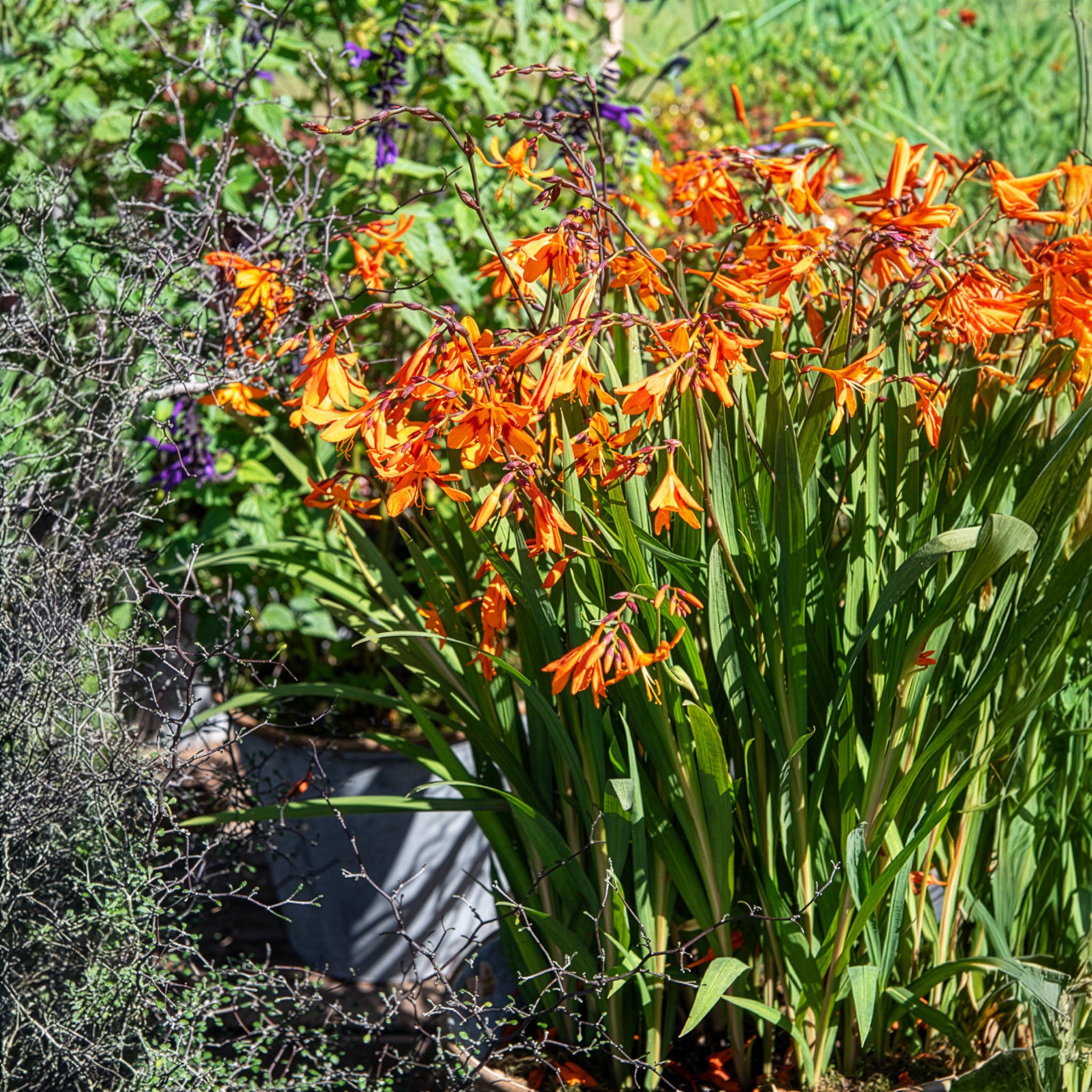 Bakker Bulbes Crocosmia Emily McKenzie sachet 15 orange