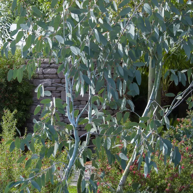 Bakker Eucalyptus Gunnii Blue Ice arbuste pot 1,3L bleu