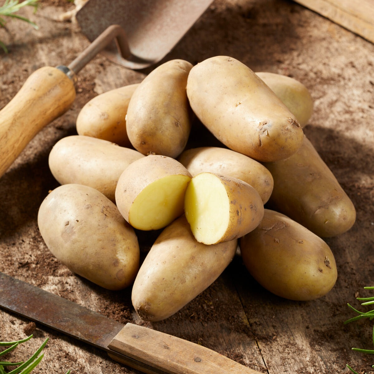 Bakker Potager 25 Pommes de terre Amandine chair ferme 25-30mm