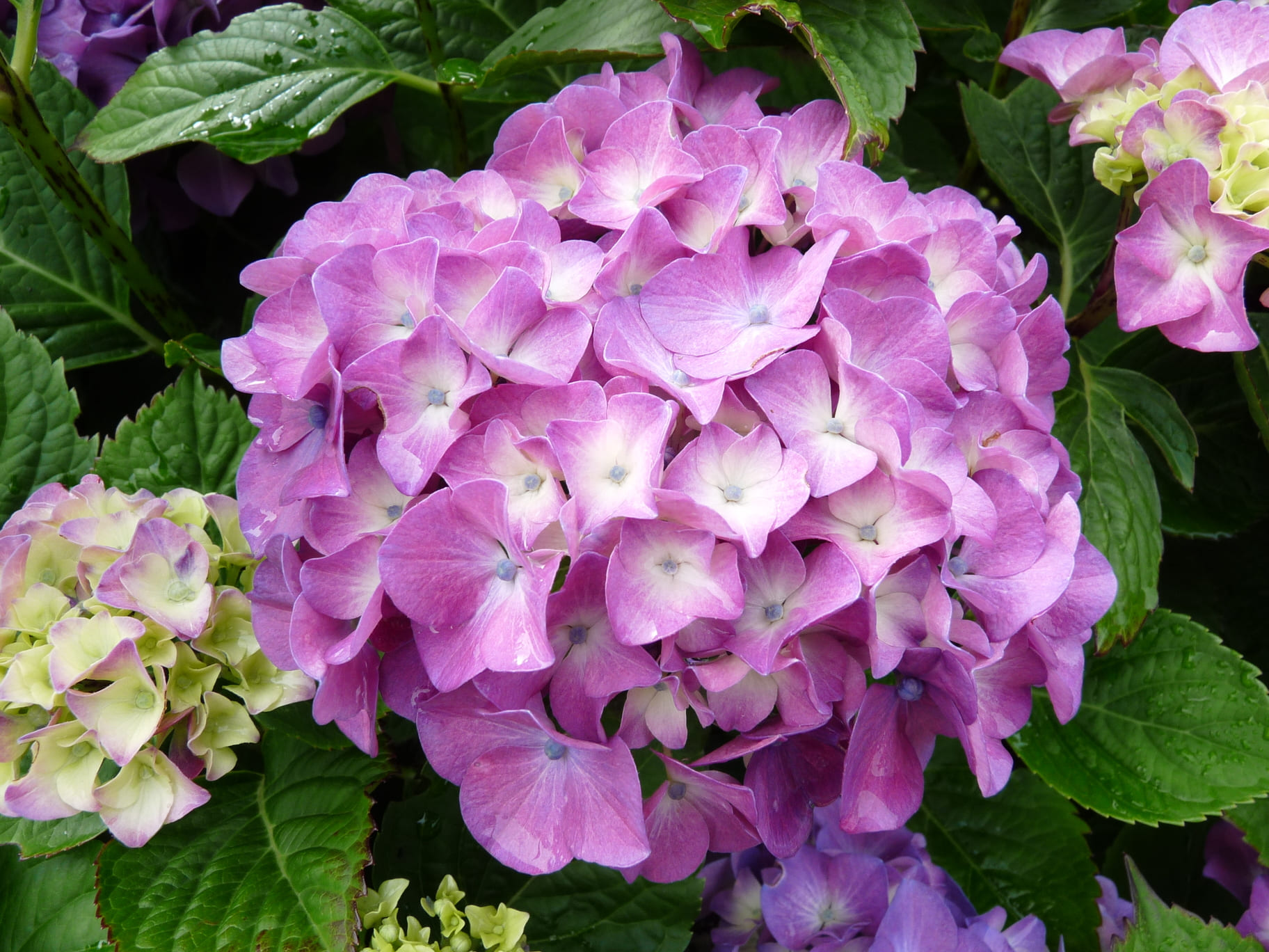 Les Hortensias du Haut Bois Lemmenhoff hortensia fleurs rondes godet