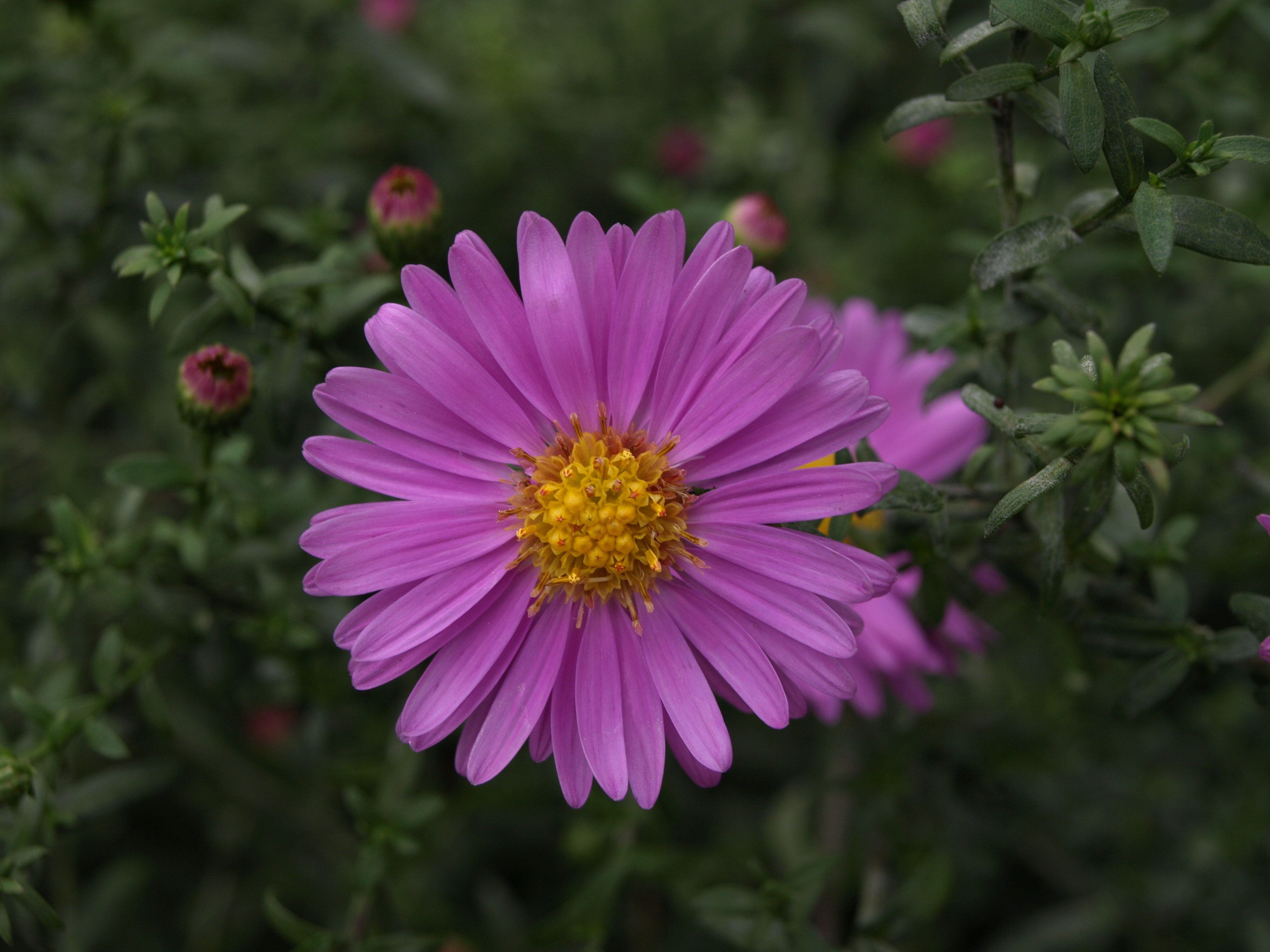 Passion Vivaces Aster 'Pink Princess' plante vivace godet rose