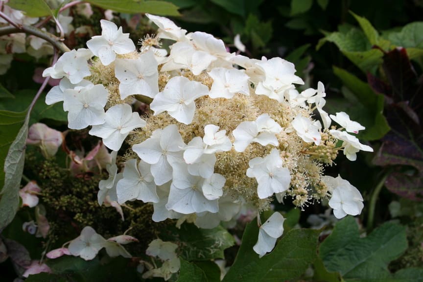 Les Hortensias du Haut Bois Tennessee hortensia feuille chêne
