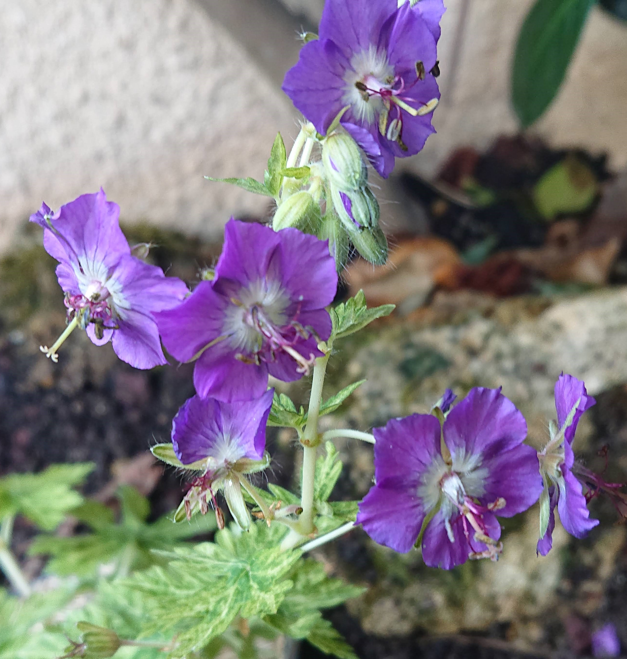 Passion Vivaces Geranium Margaret Wilson géranium pot 1L ombre