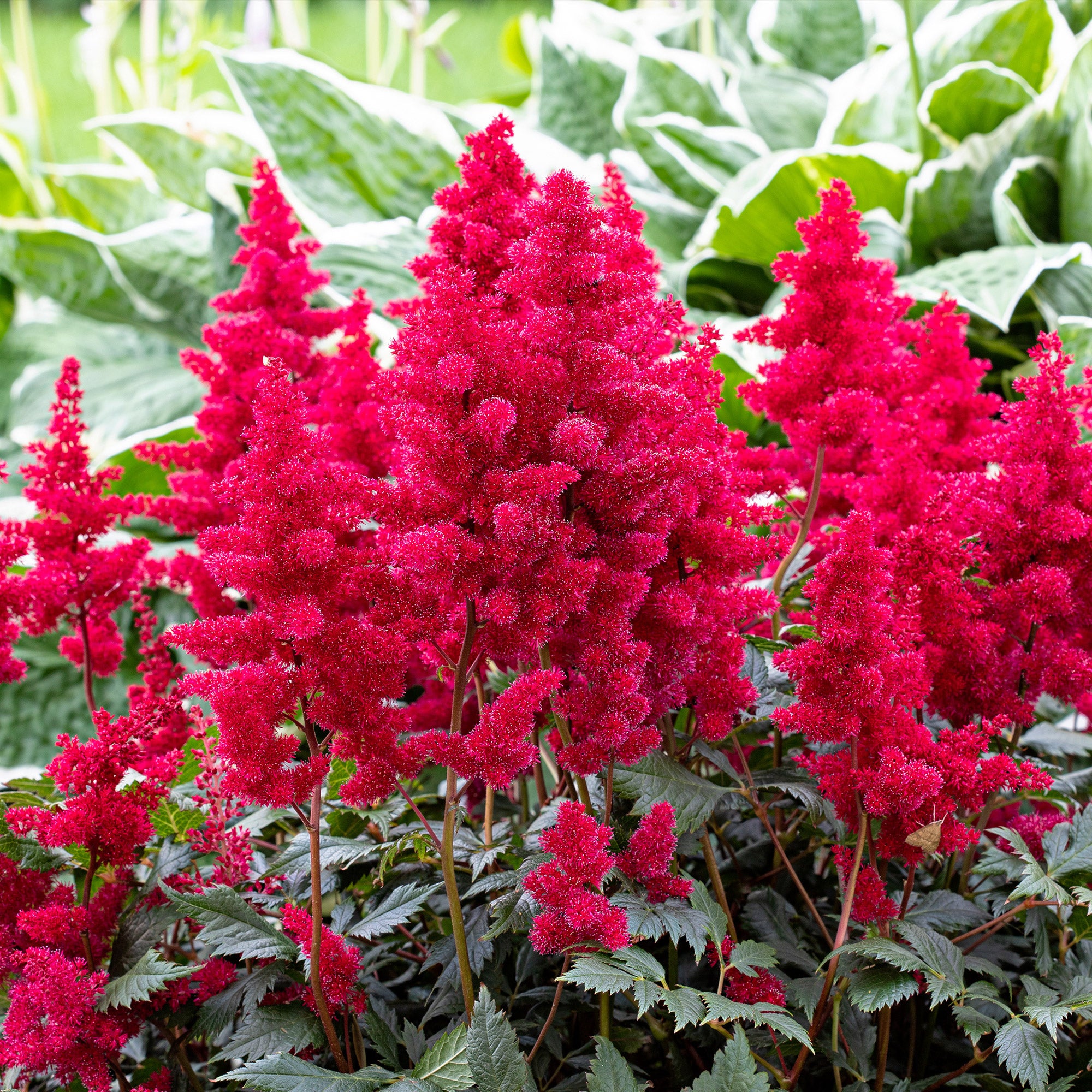 Bakker Massif fleuri 8 plantes vivaces 1,5 m² mi-ombre