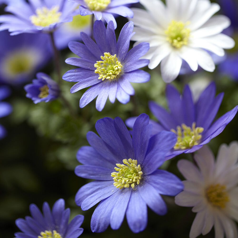 Bakker Bulbes à fleurs Anémone de Grèce violet 20 bulbes
