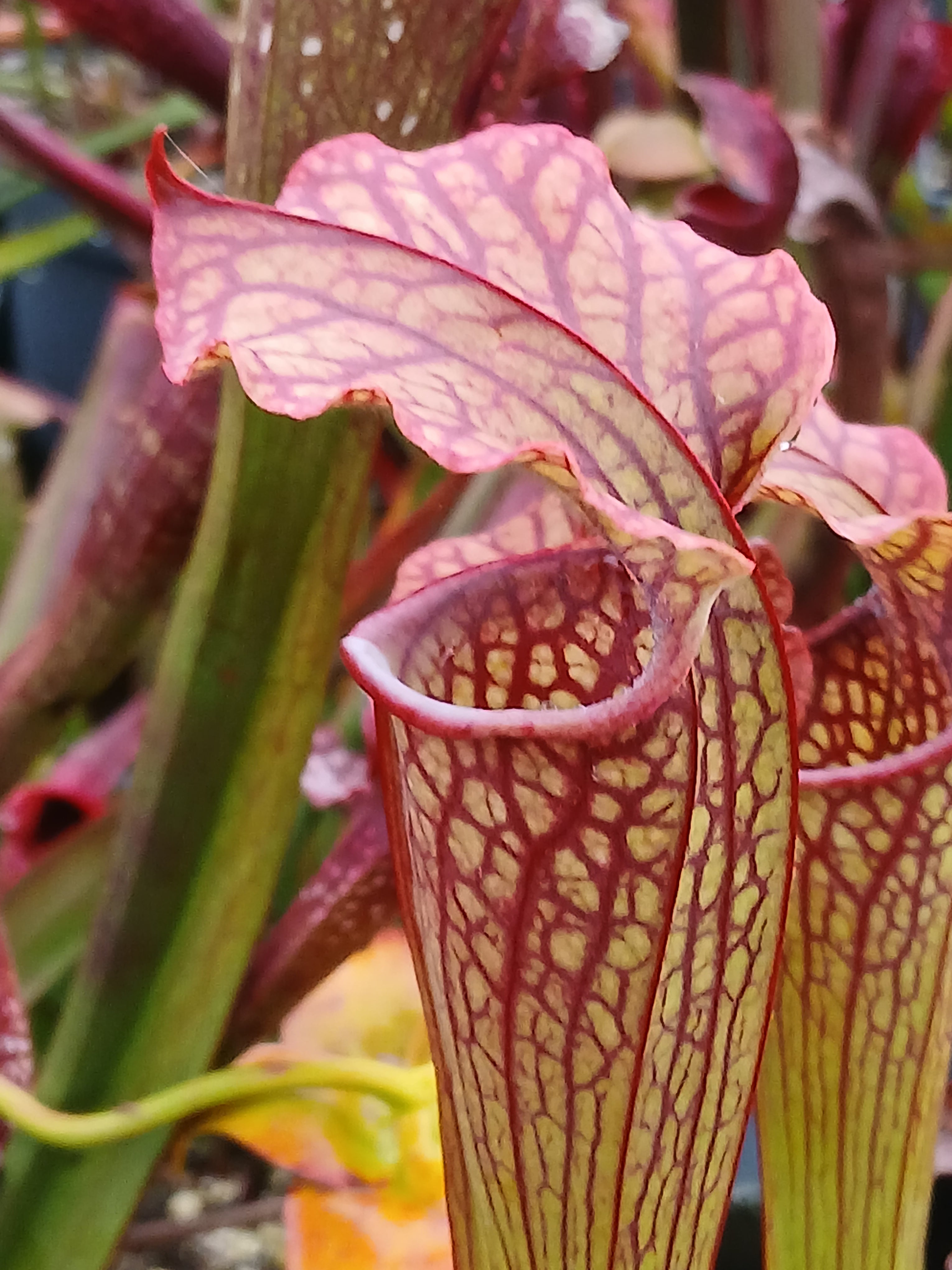 Carniflore Sarracenia Daniel Rudd plante carnivore 1 point