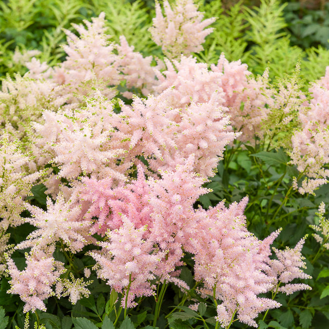 Bakker Astilbe du Japon Europa vivace pot 9cm rose ombre