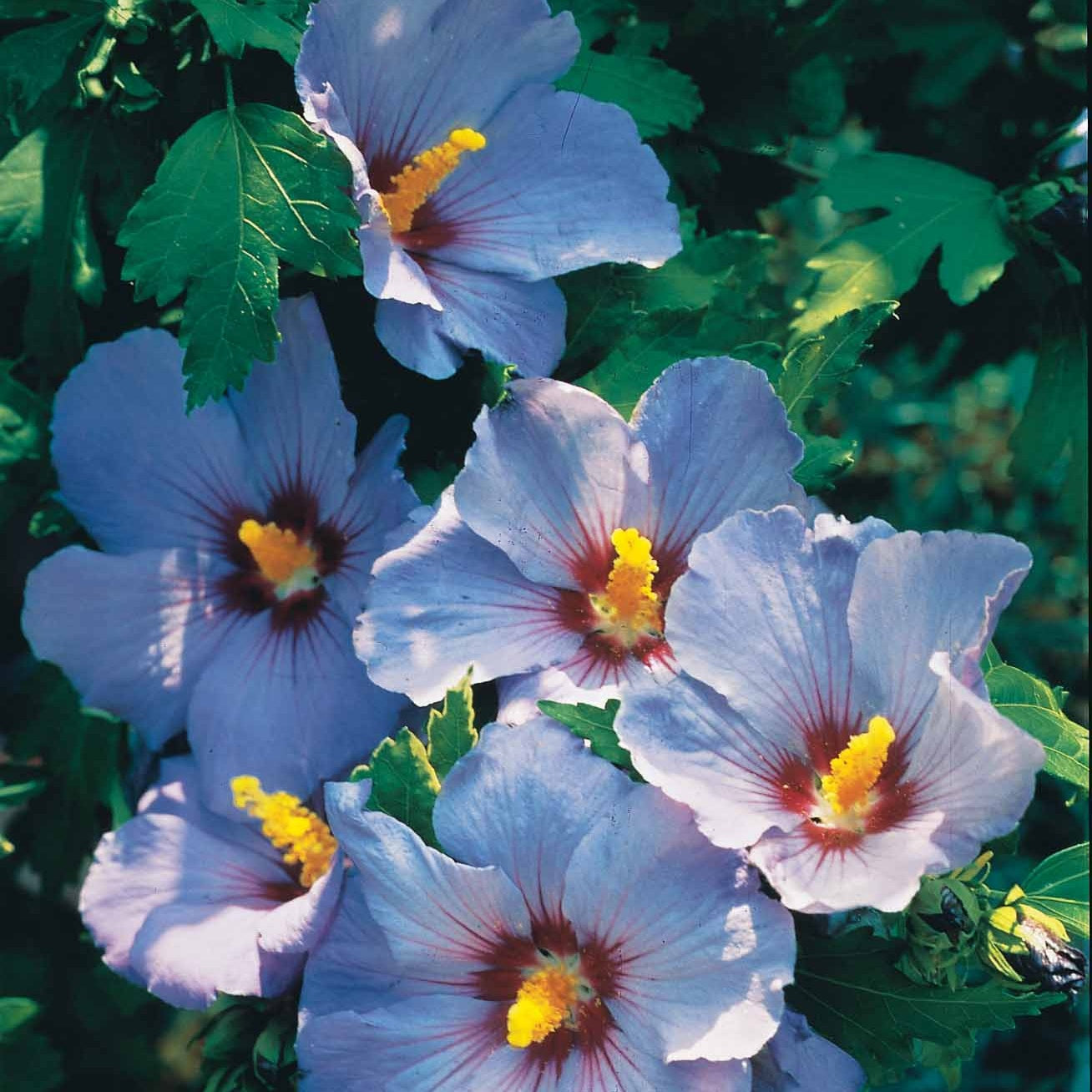 Bakker Arbustes Hibiscus jardin sur tige 2 mottes 60-70cm