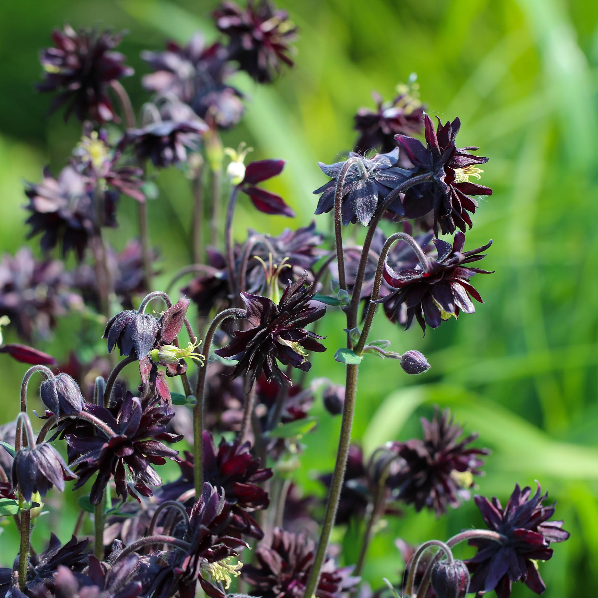 Bakker Ancolie Black Barlow plante vivace pot 9cm violet