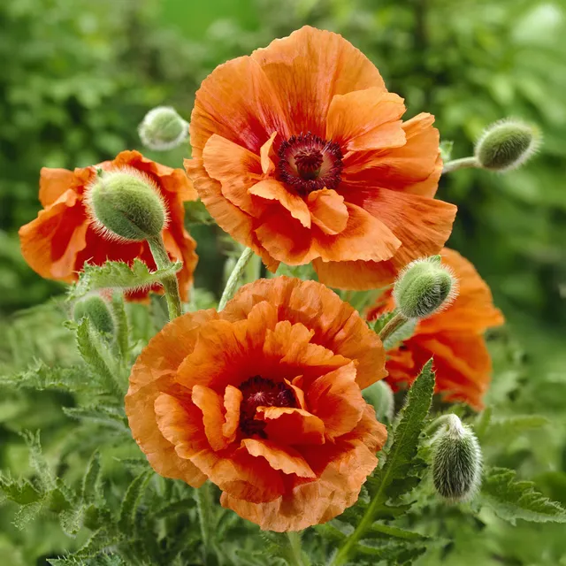 Bakker Pavot d'Orient Harvest Moon plante vivace pot 8cm orange