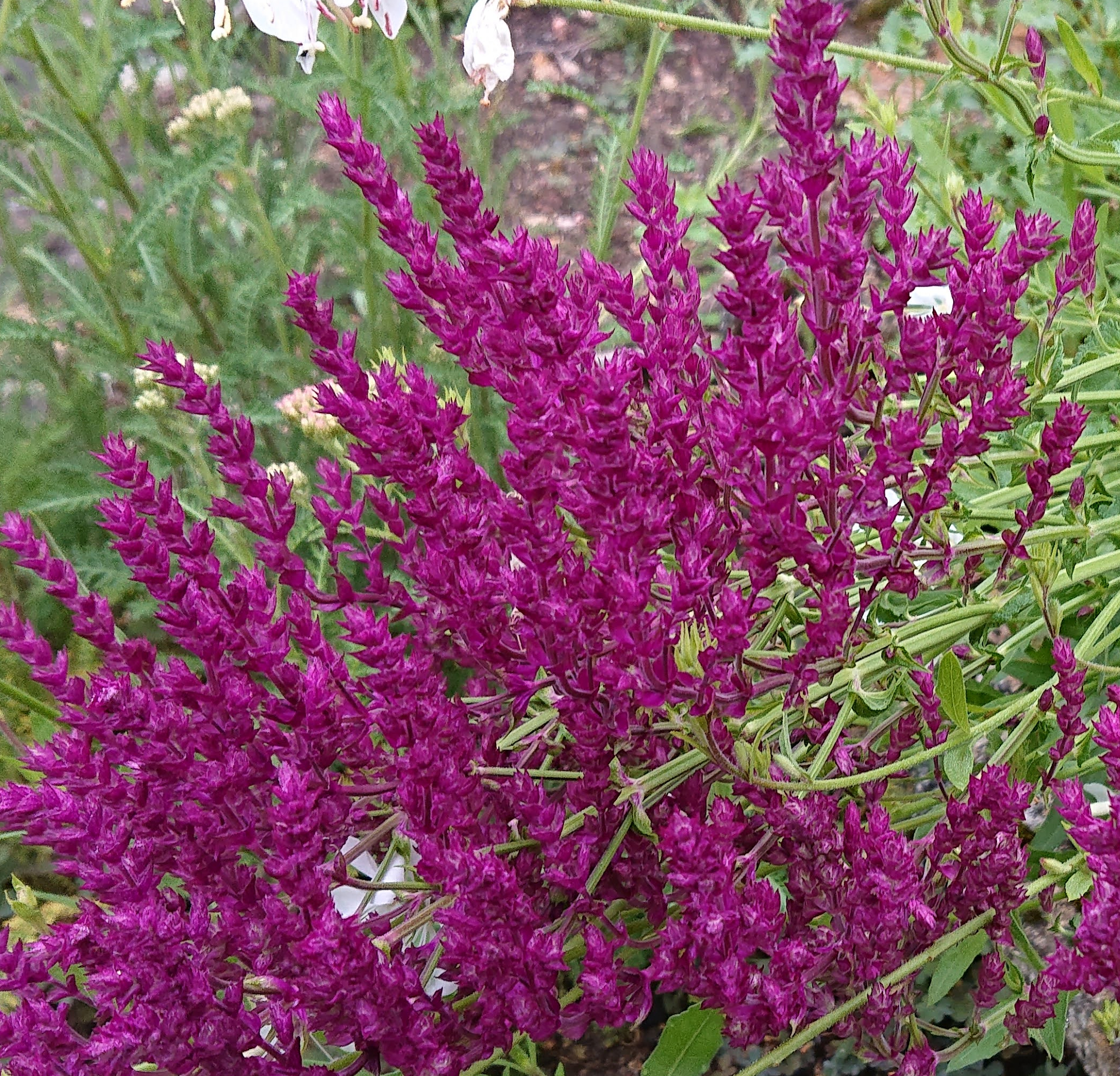 Passion Vivaces Salvia nemorosa Schwellenburg pourpre pot 1 L