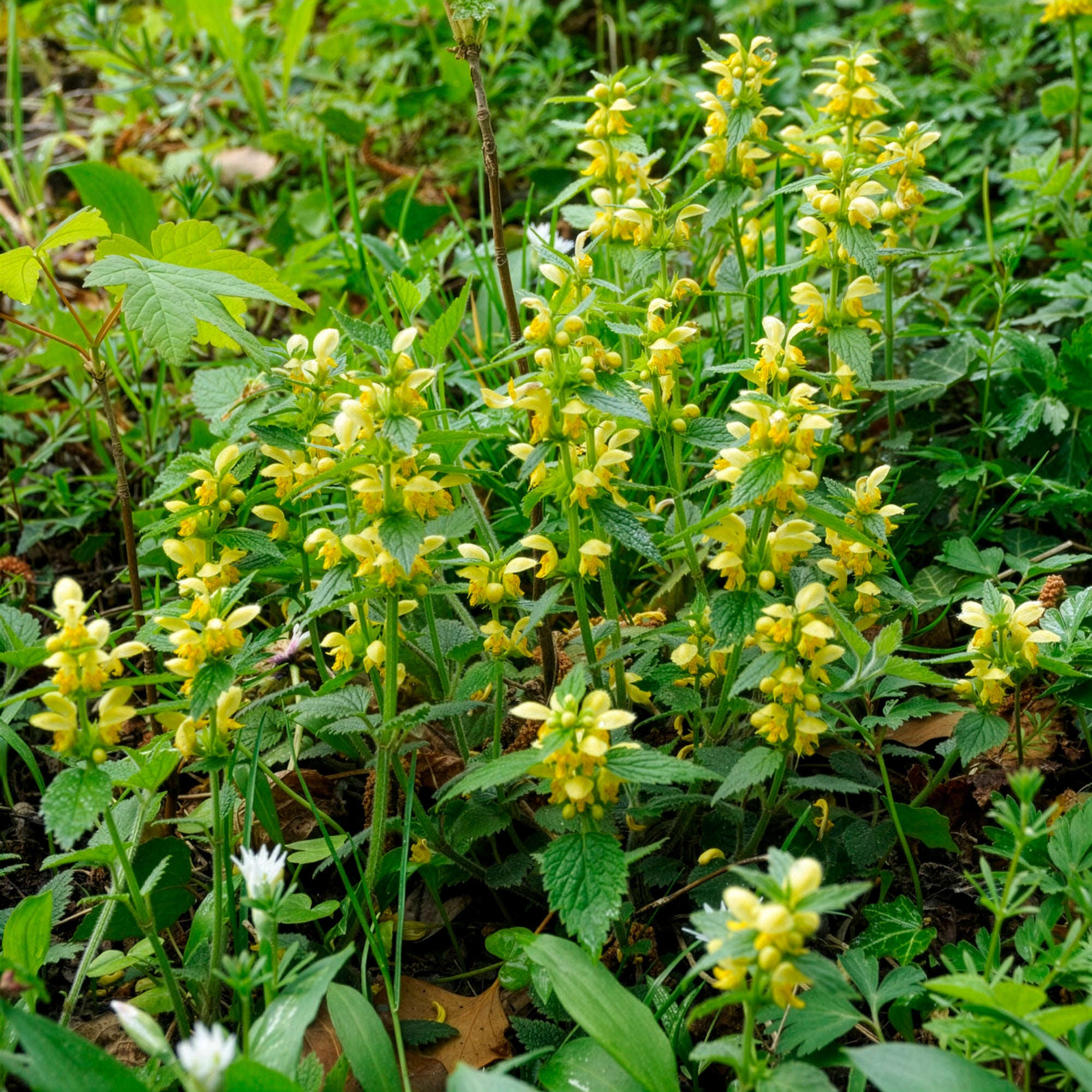 Bakker Plantes vivaces Lamier doré pot 9cm couvre-sol jaune