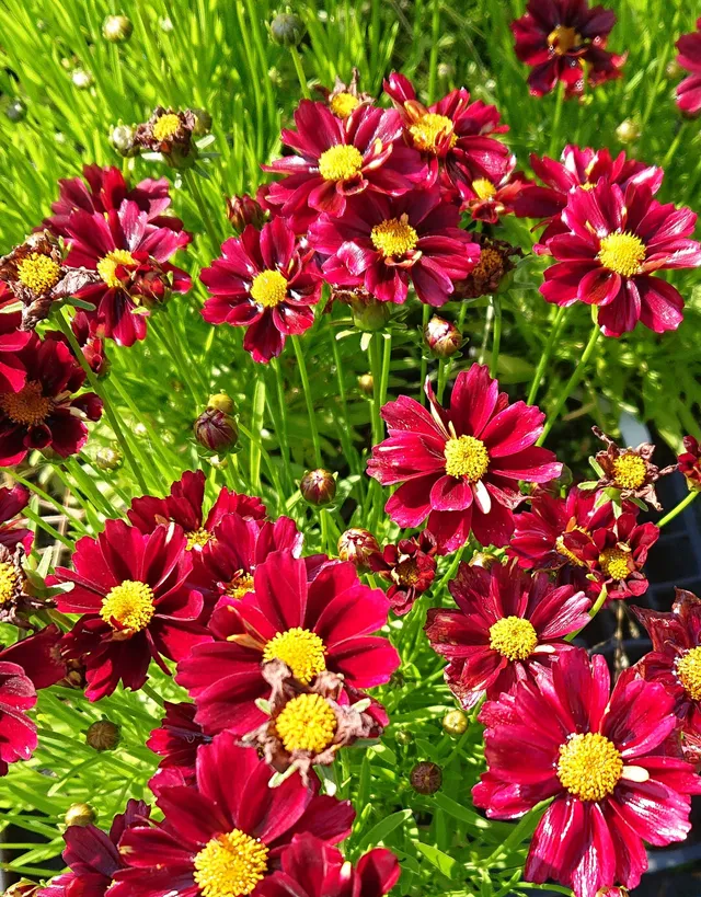 Passion Vivaces Coreopsis X Red Elf plante pot 1L rouge
