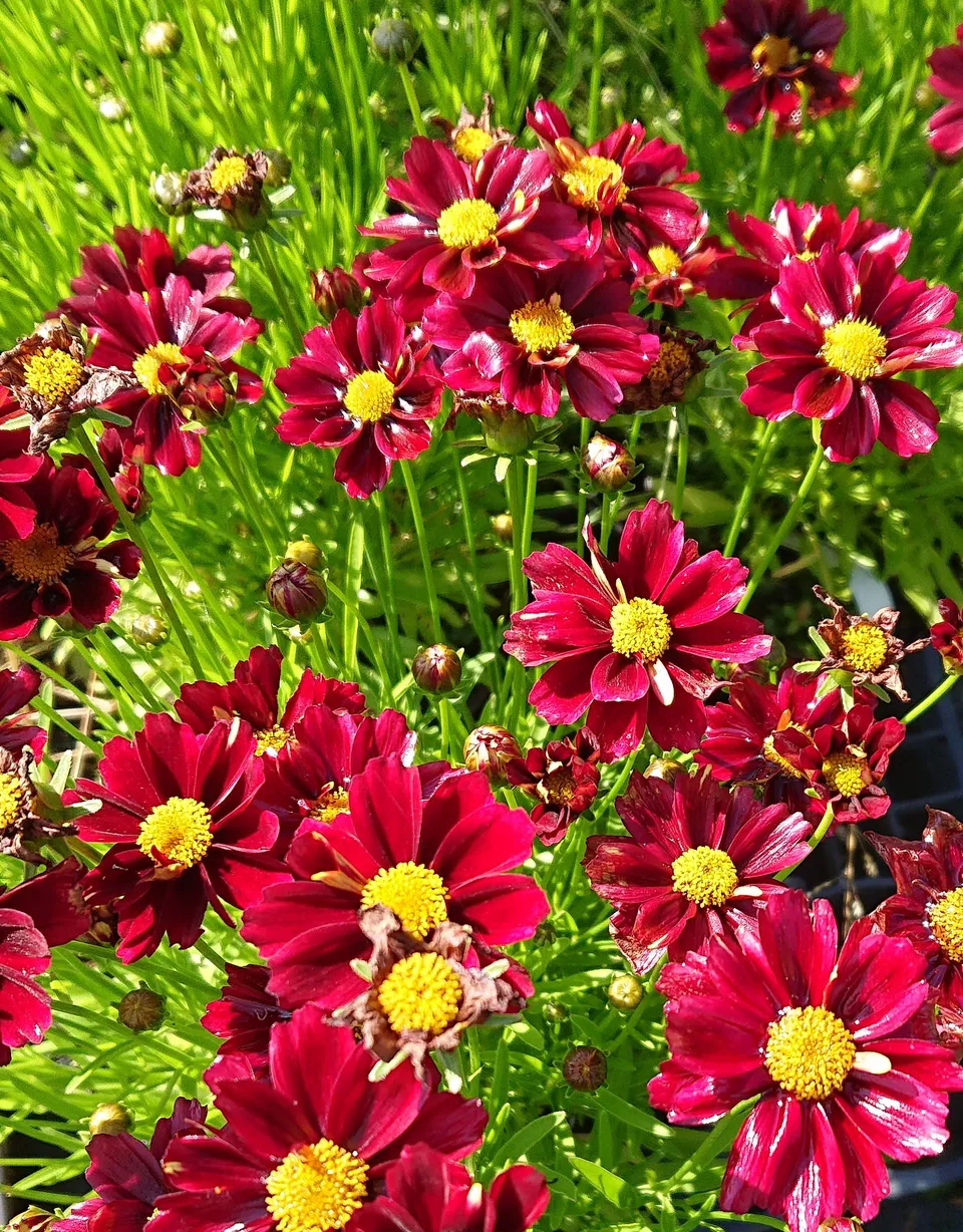 Passion Vivaces Coreopsis X Red Elf plante pot 1L rouge