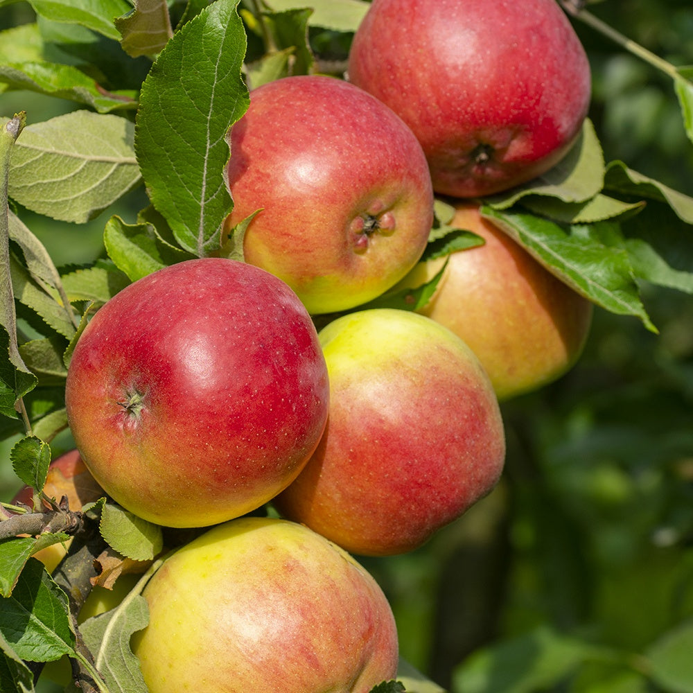 Bakker Fruitiers Collection 3 Pommiers Arbre Fruitier Racine Nue 90-130cm