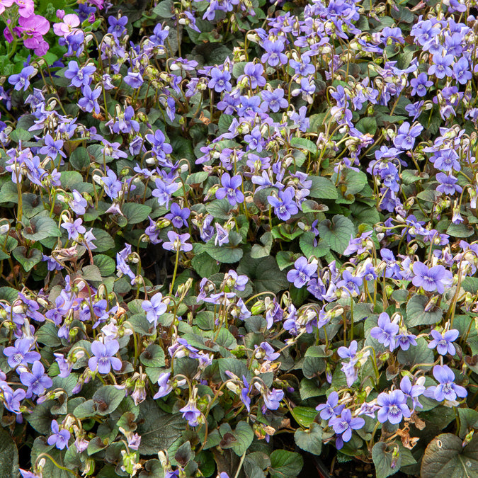 Bakker Violette de Labrador vivace pot 9cm pourpre