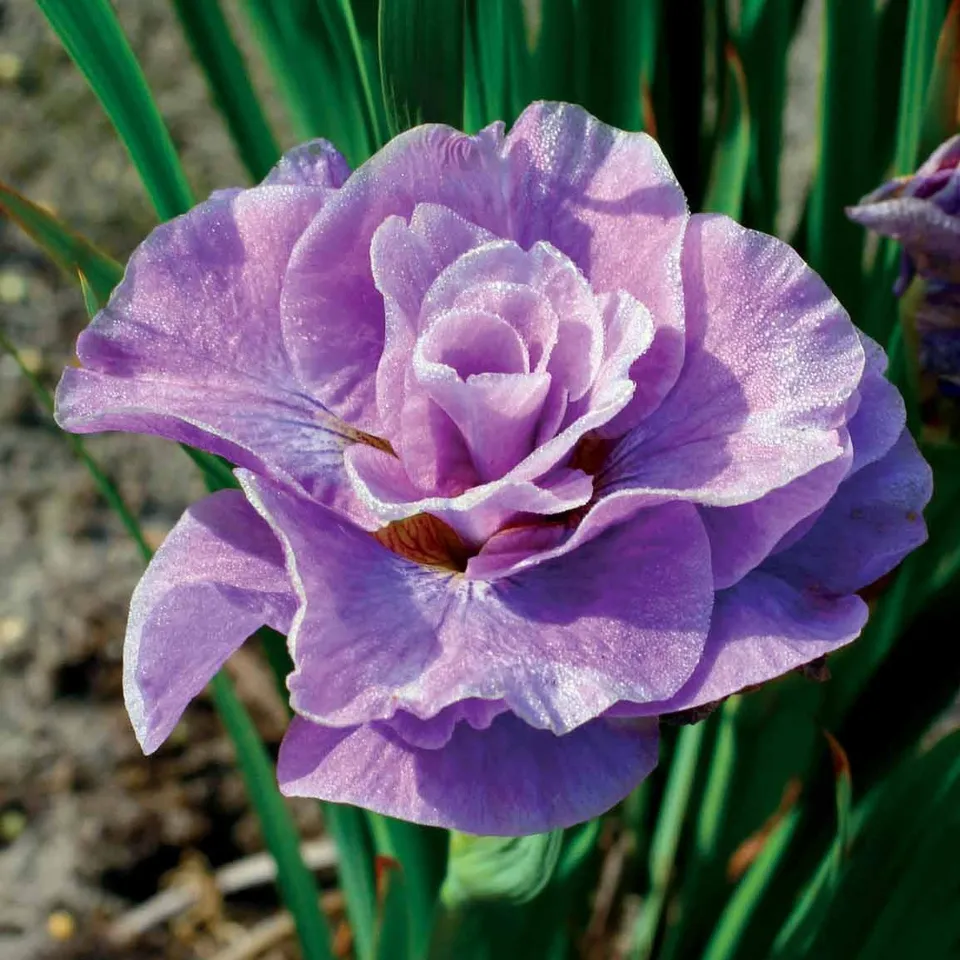 Bakker Iris Sibérie Pink Parfait vivace lot 2 racines nues rose 80cm