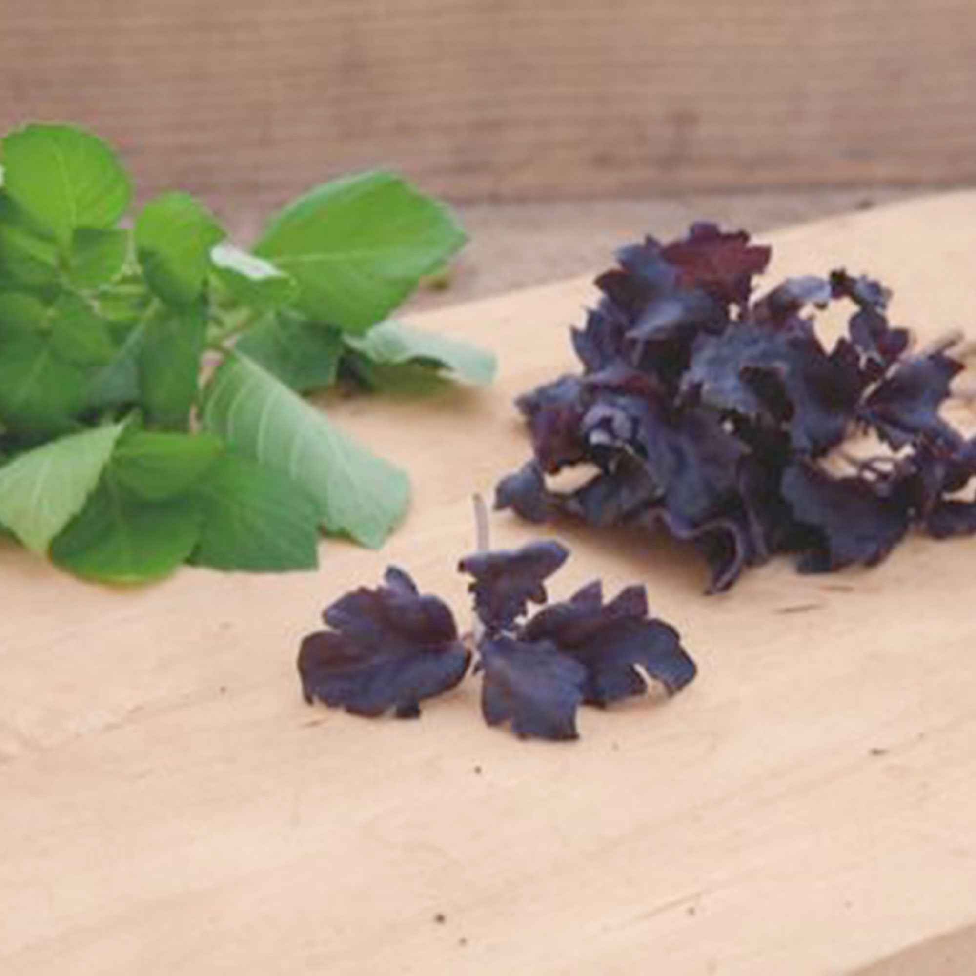 Bakker Basilic pourpre Purple Ruffles graines sachet 0,3g violet