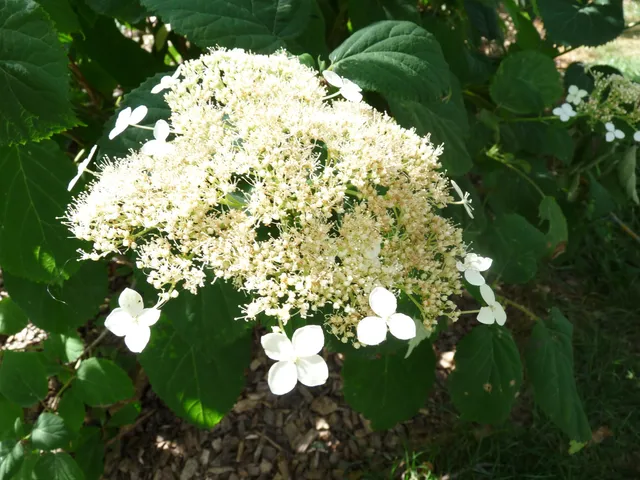 Les Hortensias du Haut Bois Glabatra hortensia arborescent jardin