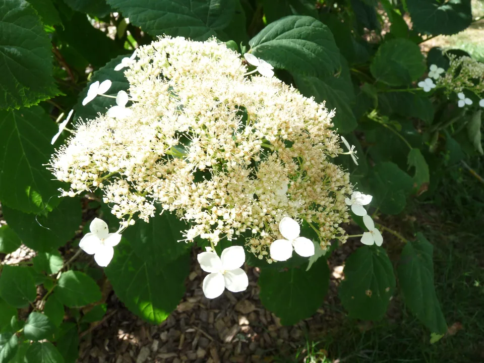 Les Hortensias du Haut Bois Glabatra hortensia arborescent jardin