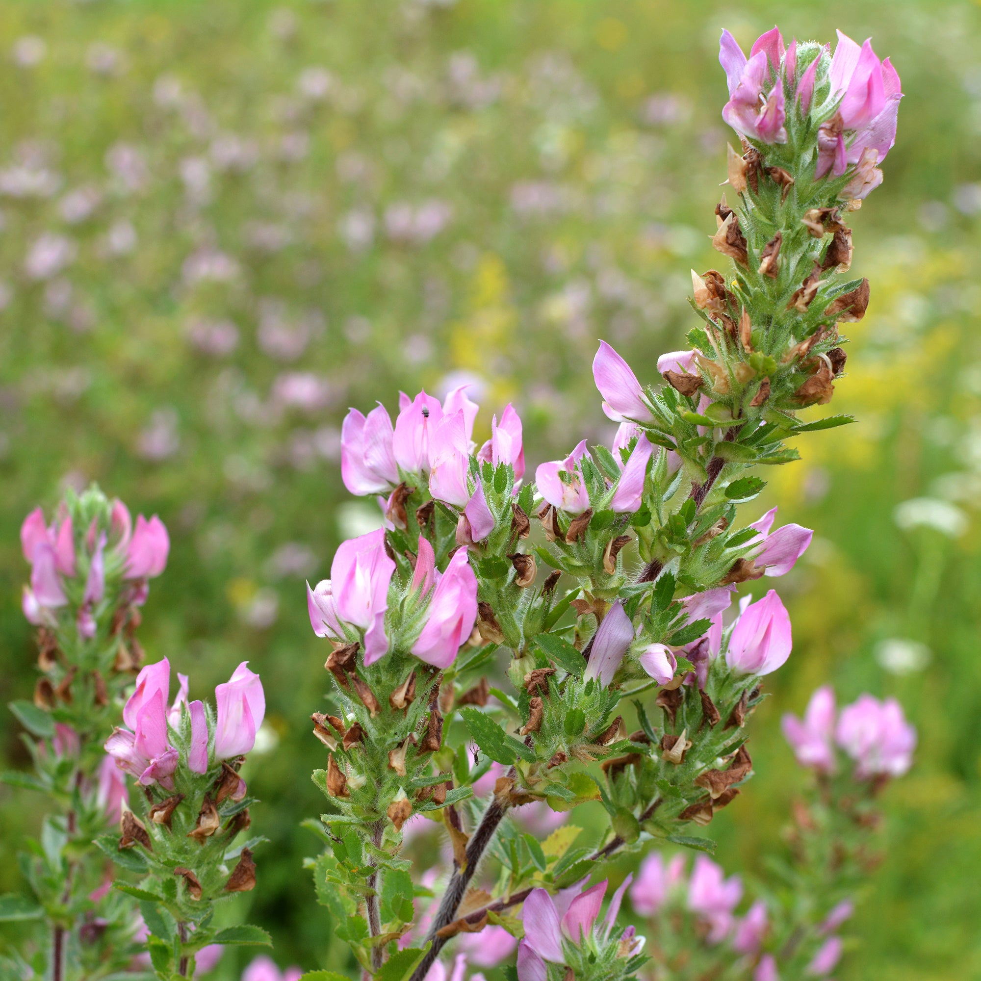 Bakker Bugrane épineuse vivace pot Ø 9cm fleurs roses