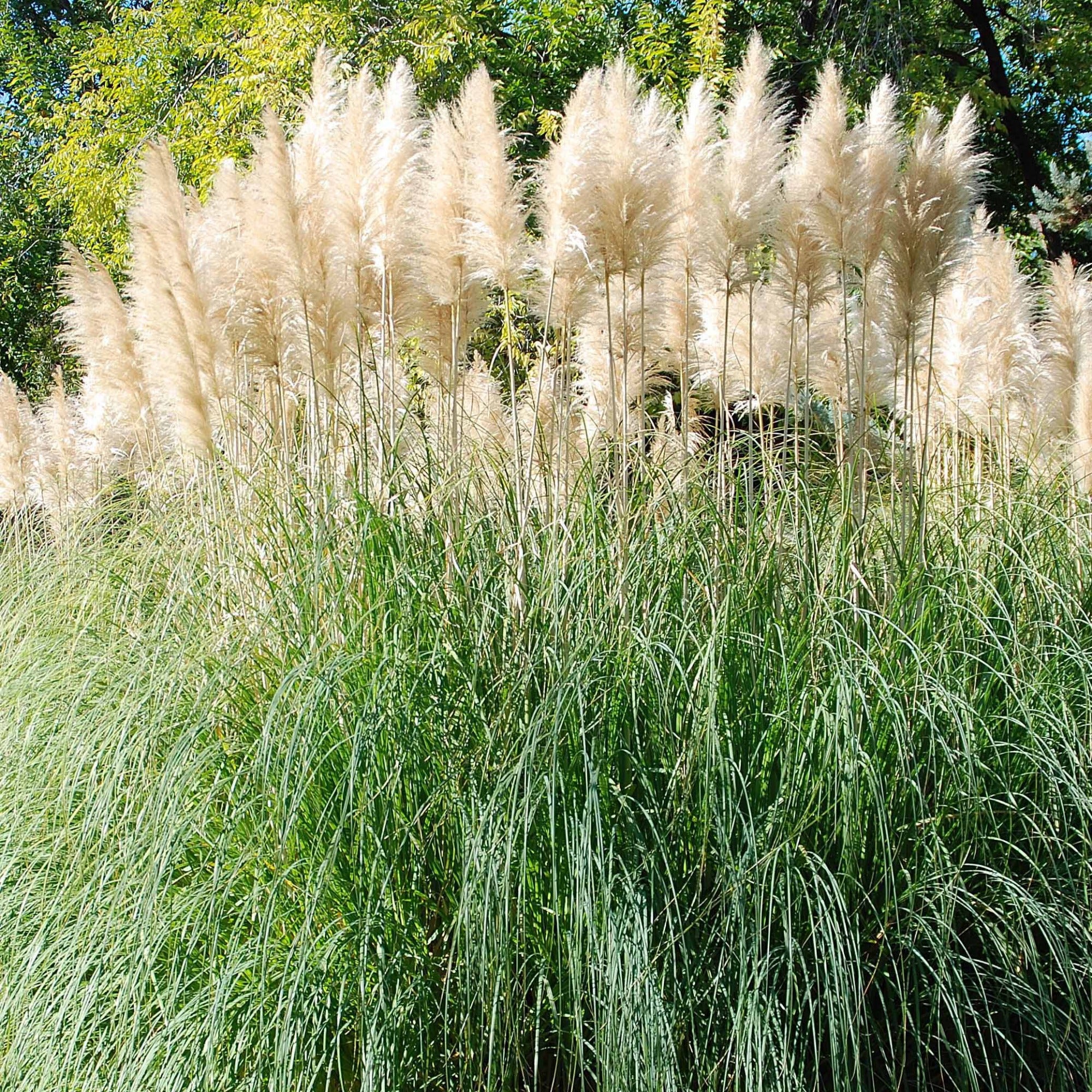 Bakker Herbe de la pampa blanche graminée pot Ø 9cm plumeaux blancs