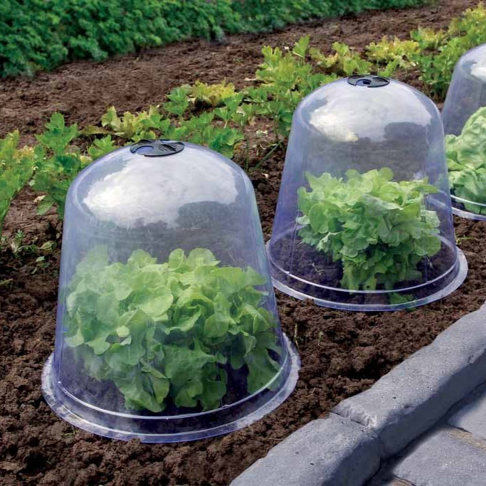 Bakker Plantes d'extérieur 3 Cloches de forçage lot de 3 anti-froid