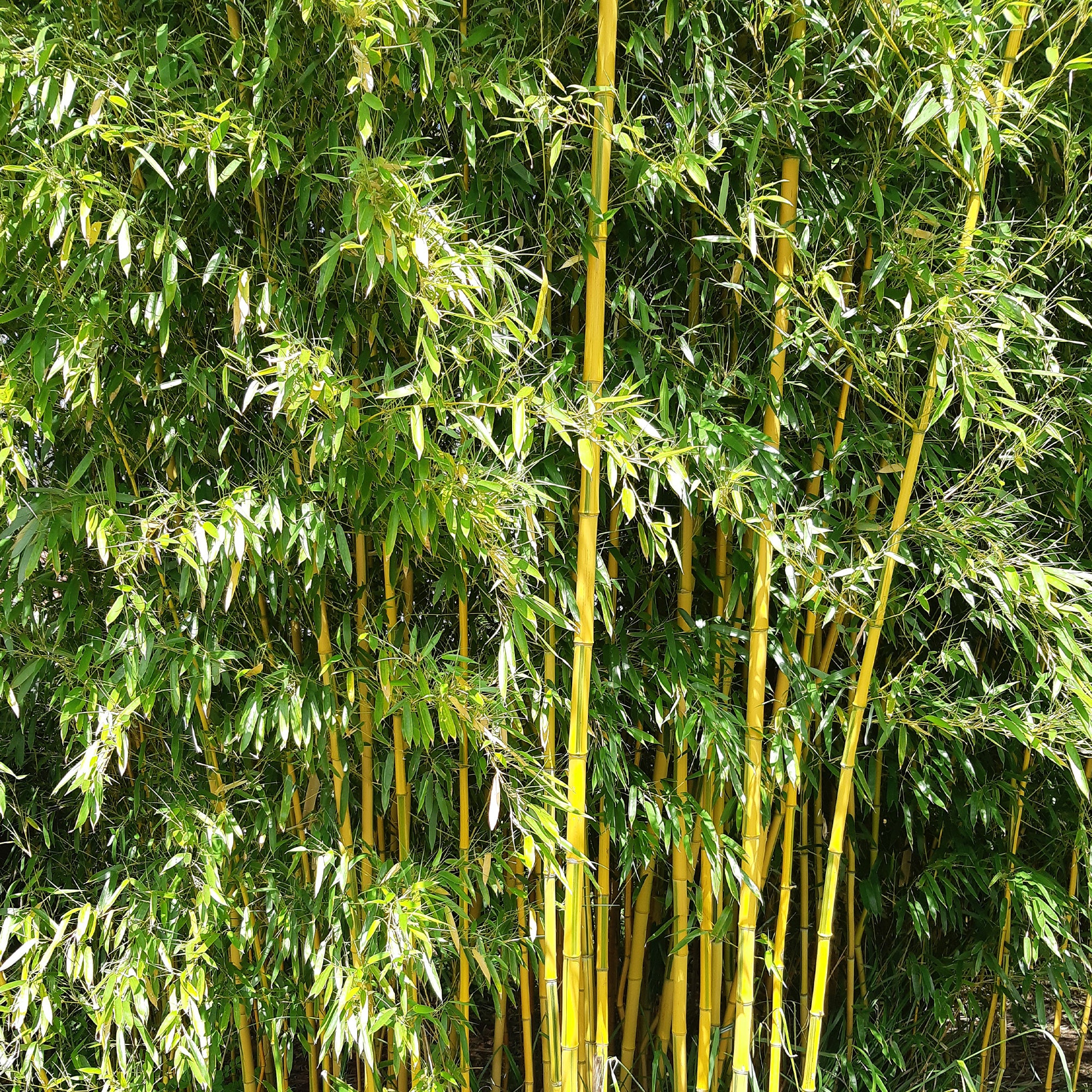 Bakker Bambou traçant panaché pot 2L 40-50cm jaune