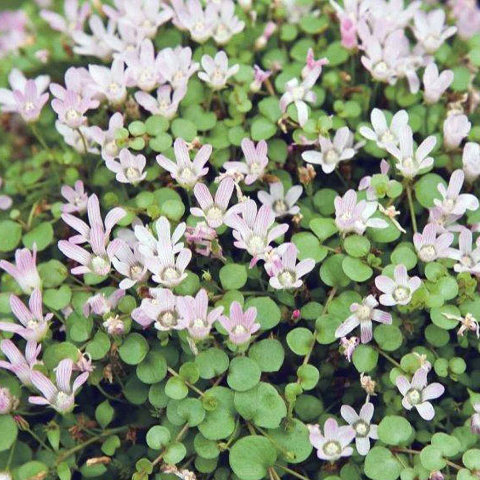 Bakker Mouron délicat Anagallis plante de bassin pot Ø 11cm rose